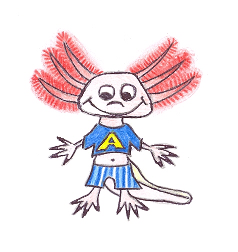axolotl_zeichnung_150